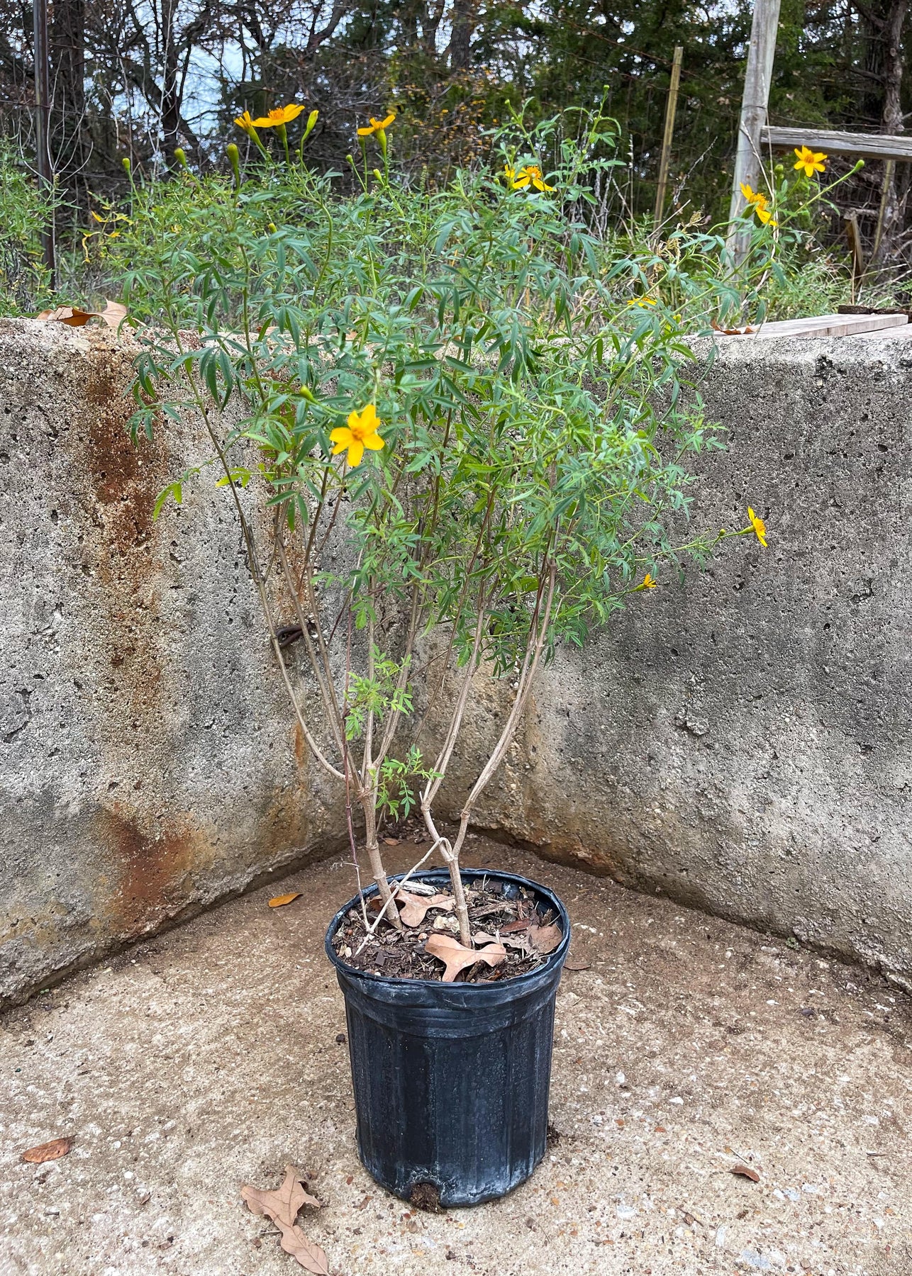 daisy potted plant Copper Canyon Daisy