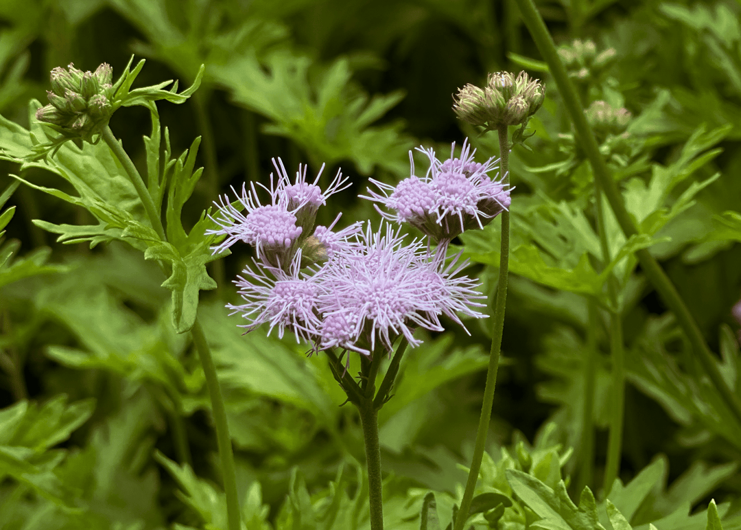 Gregg's Mistflower - Native Gardeners