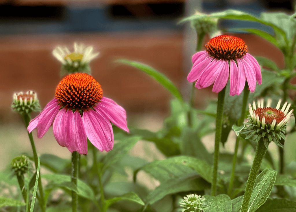 Purple Coneflower