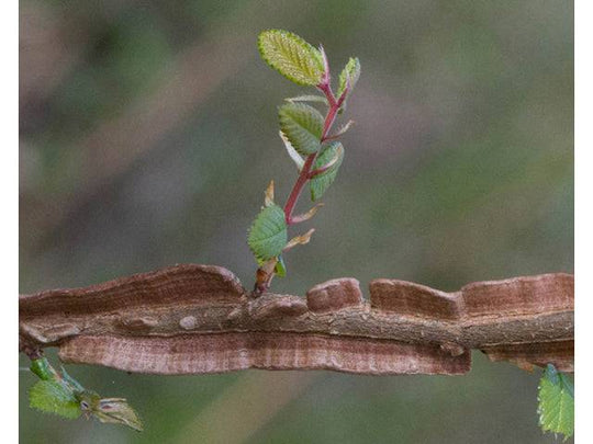 Cedar Elm - Native Gardeners