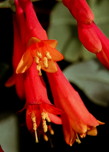 Coral Honeysuckle