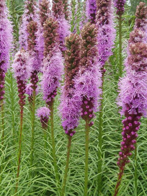 Dense Blazing Star - Native Gardeners