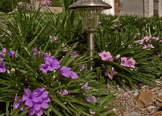 Katie's Dwarf Ruellia - Purple - Native Gardeners