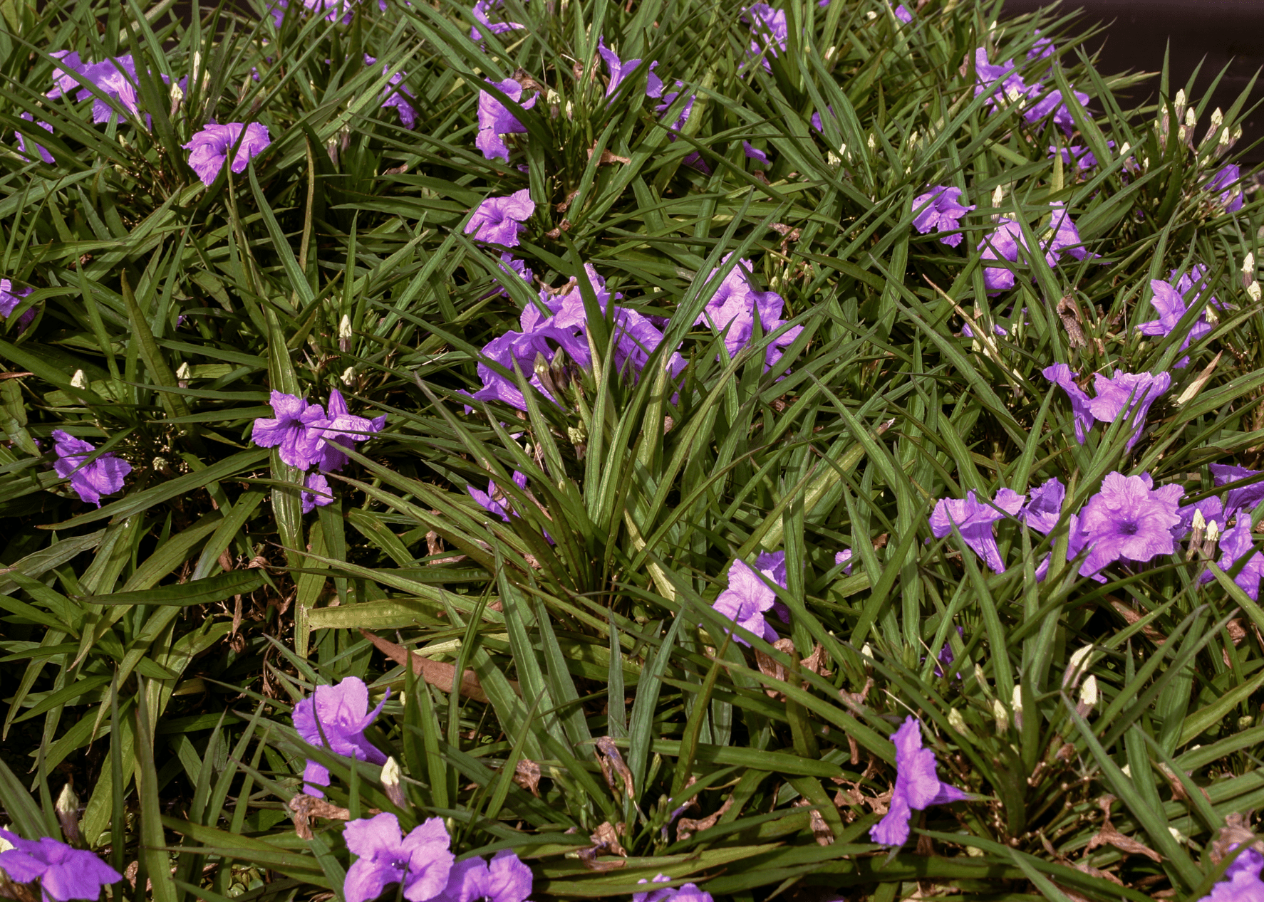 Katie's Dwarf Ruellia - Purple - Native Gardeners