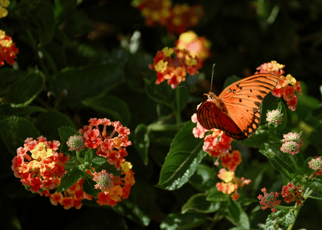 Gulf Fritillary (Dione vanillae)