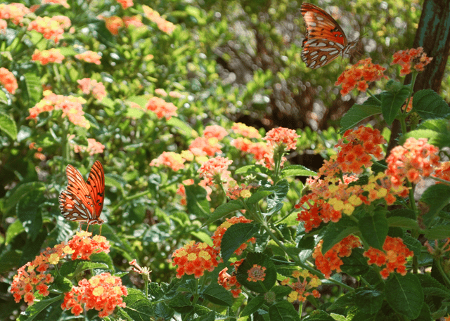 Lantana 'Texas' - Native Gardeners