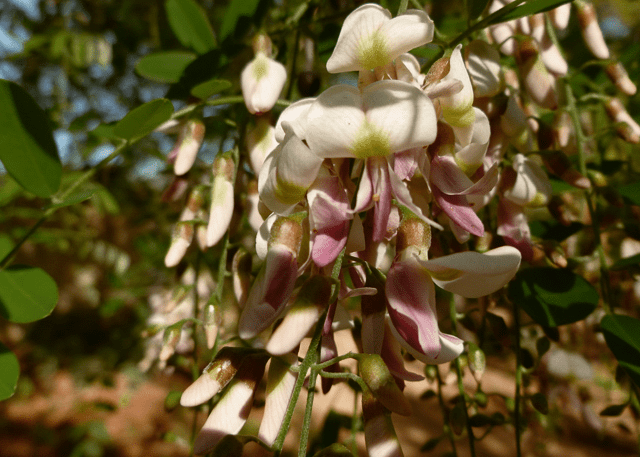 Eve's Necklace - Native Gardeners