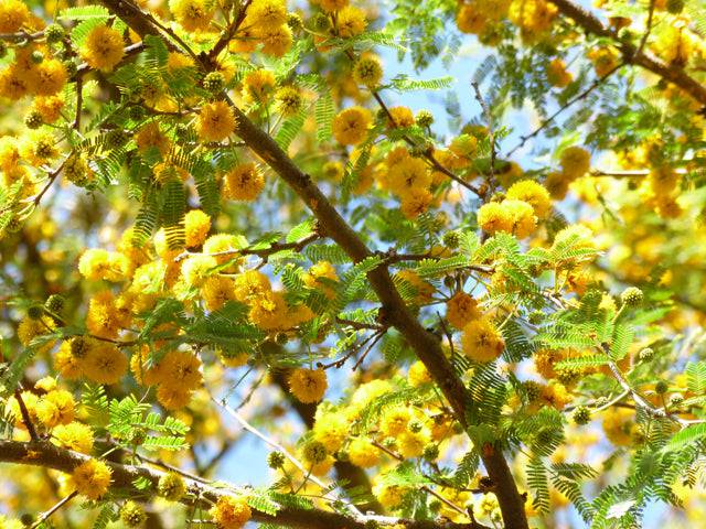 Huisache - Native Gardeners