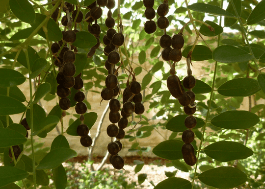 Eve's Necklace - Native Gardeners