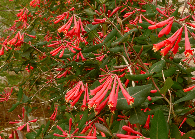 Lonicera japonica in Your Garden: Growing Tips and Environmental Considerations 3 Coral Honeysuckle