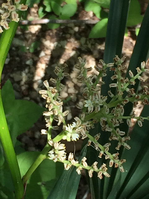 Dwarf Palmetto