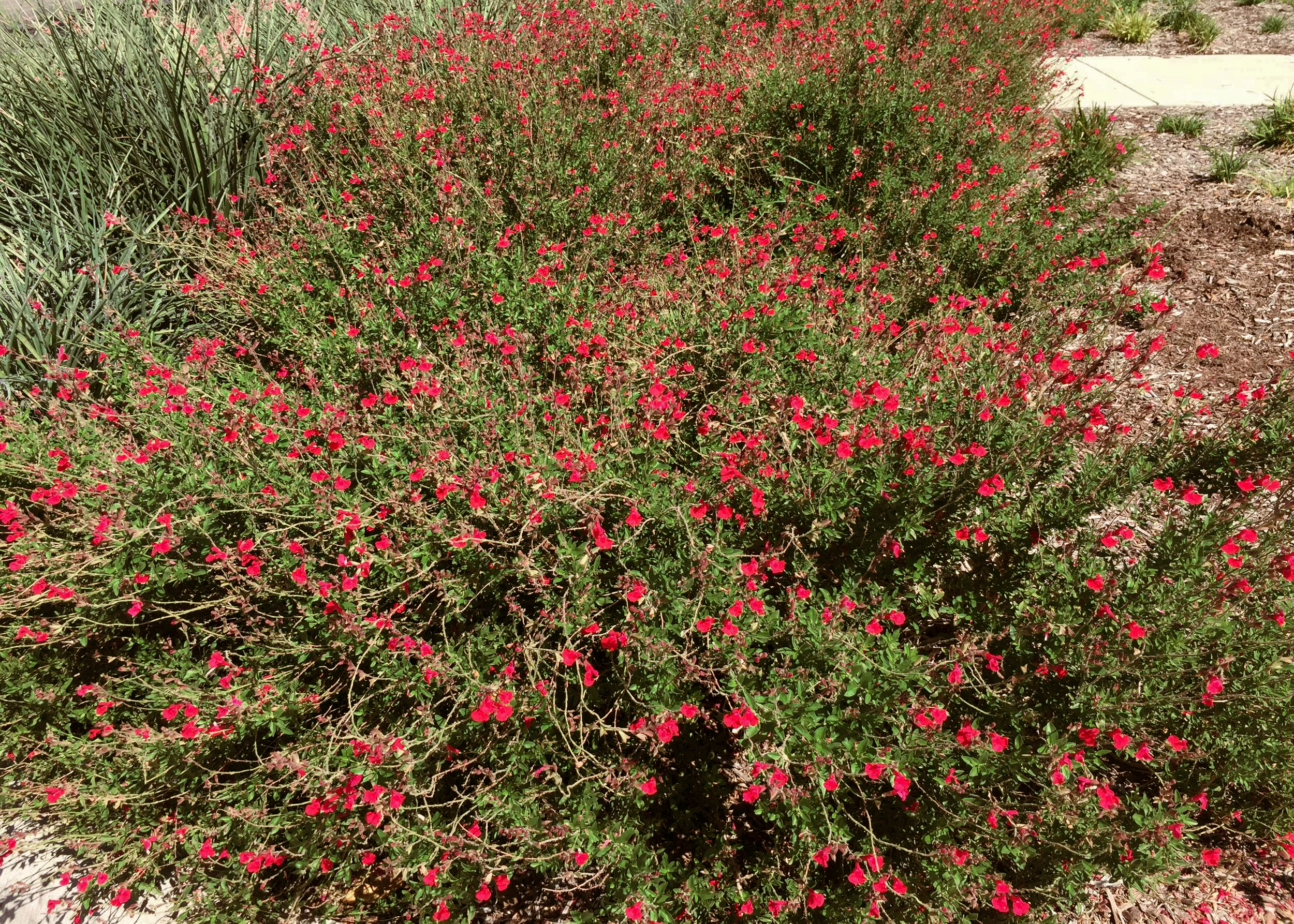 Salvia greggii 'Lipstick'