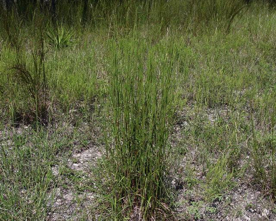 Central Texas Little Bluestem Grass Mix - Native Gardeners