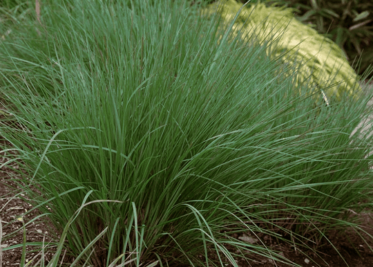 Little Bluestem - Native Gardeners