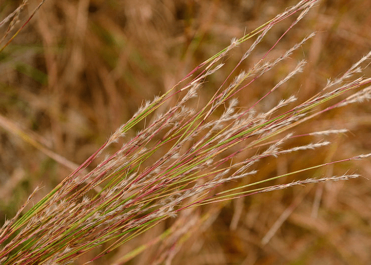 Little Bluestem - Native Gardeners