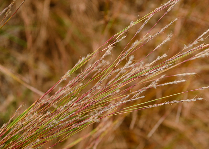 Little Bluestem