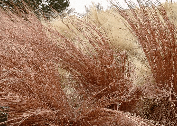 Little Bluestem - Native Gardeners