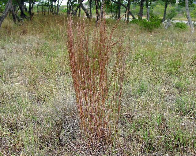 Central Texas Little Bluestem Grass Mix - Native Gardeners