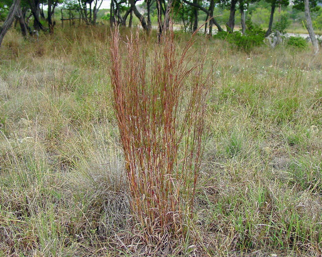 Central Texas Little Bluestem Grass Mix