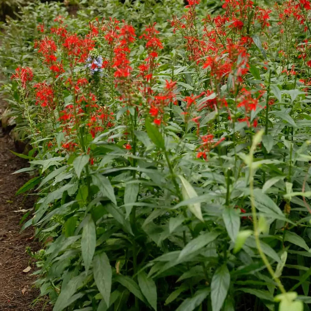 Cardinal Flower - Native Gardeners