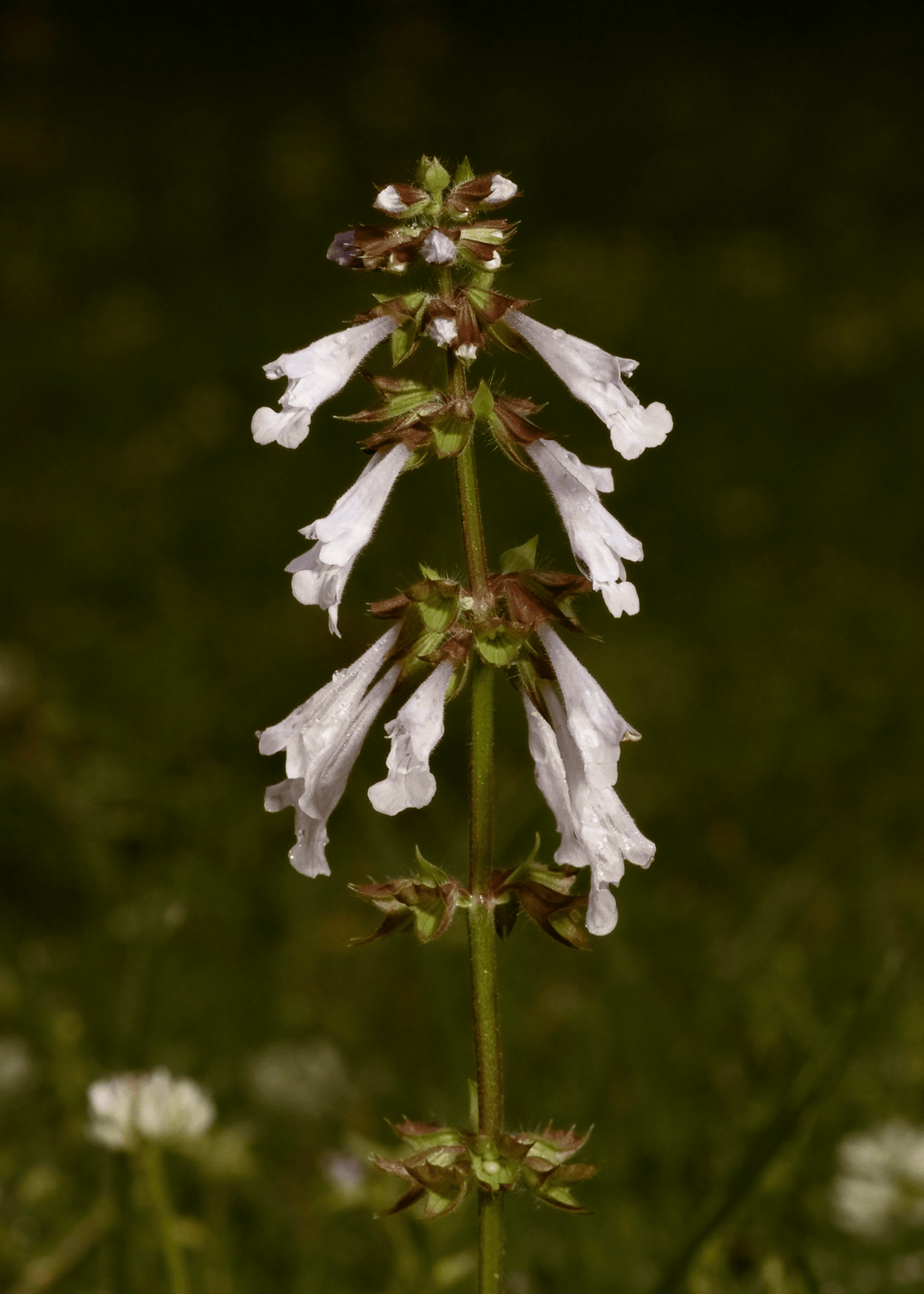 Lyreleaf Sage - Native Gardeners