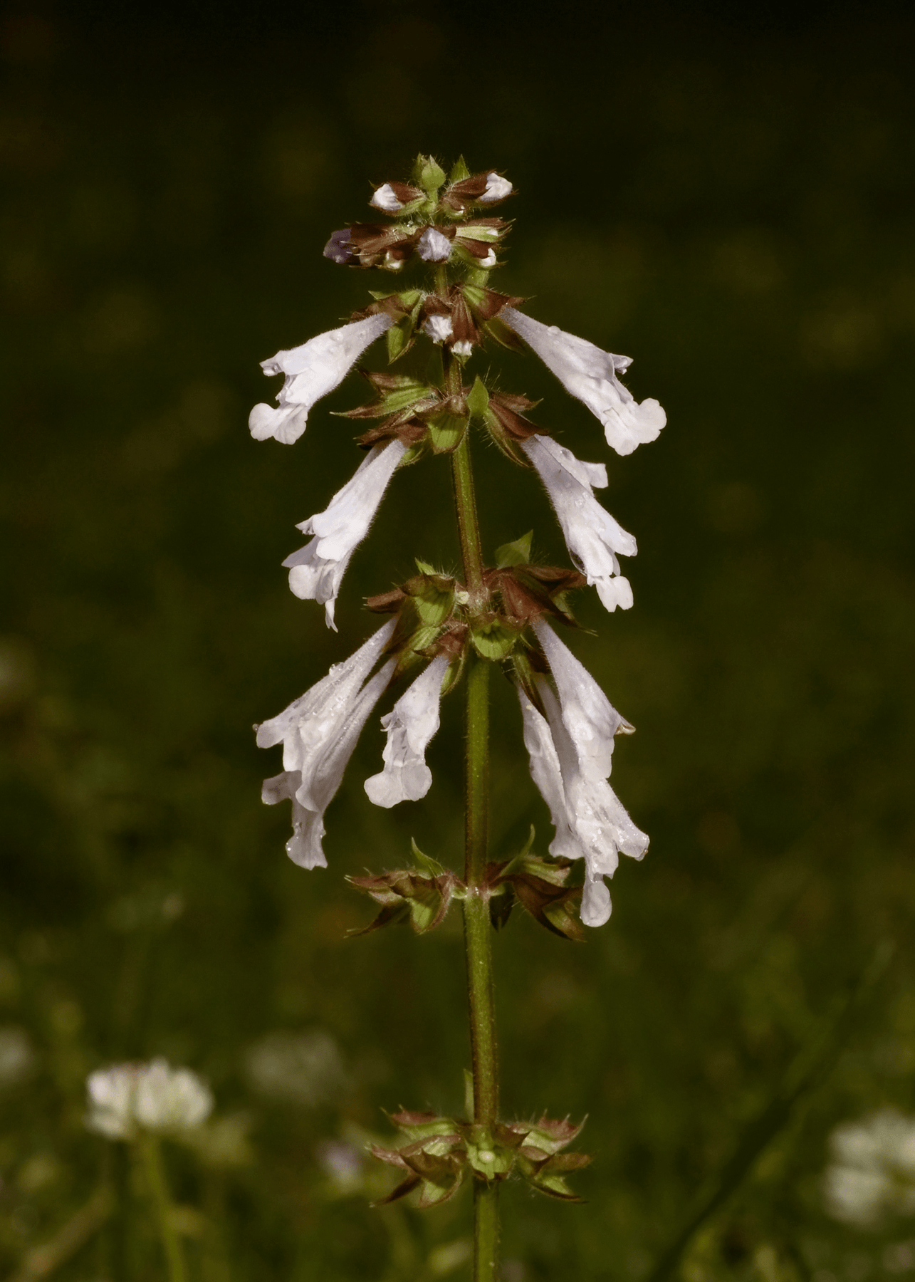 sage lily flower Lyreleaf Sage – Native Gardeners
