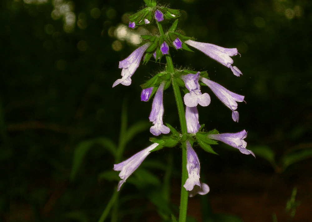 Lyreleaf Sage - Native Gardeners