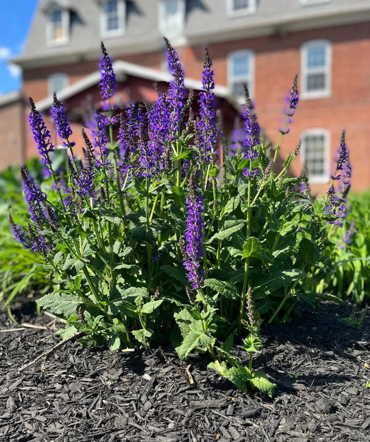 May Night Sage - Native Gardeners