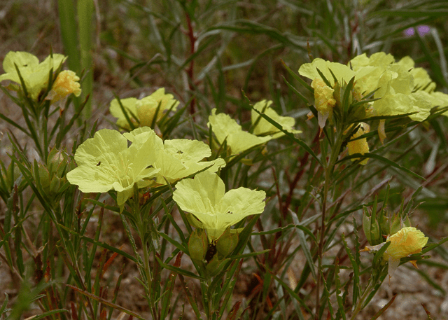 Square-bud Evening Primrose 'Compact Upright' - Native Gardeners