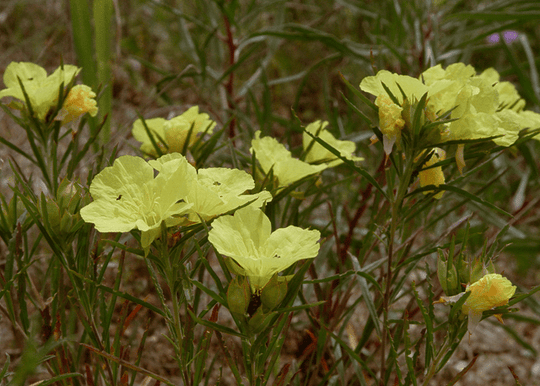 Square-bud Evening Primrose 'Compact Upright' - Native Gardeners