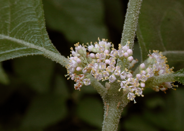 American Beautyberry flower 