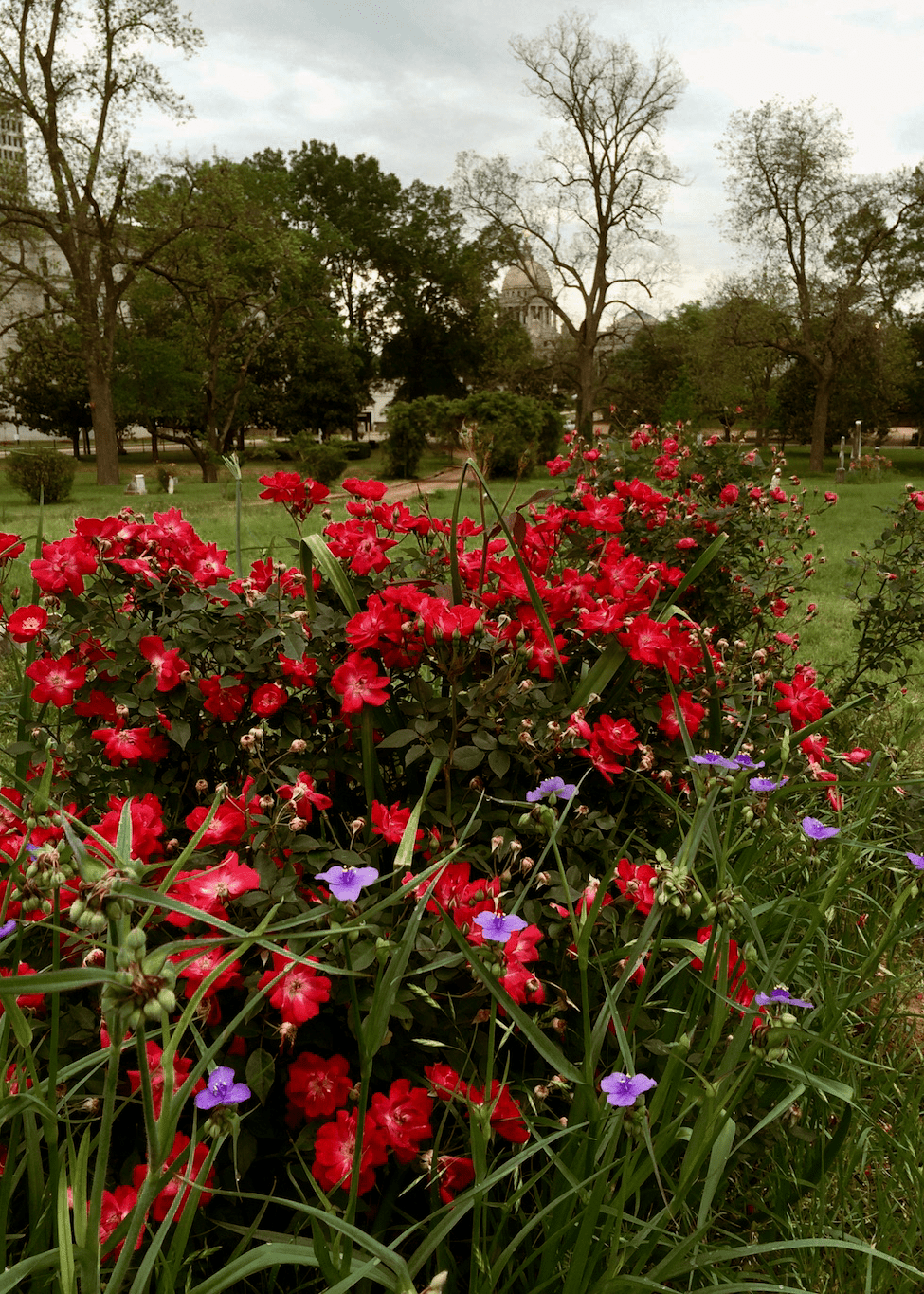 Martha Gonzales Rose - Native Gardeners