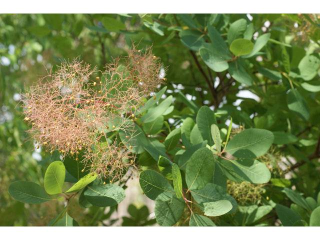 American Smoke Tree flower