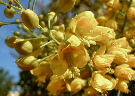 Mexican Bird of Paradise - Native Gardeners