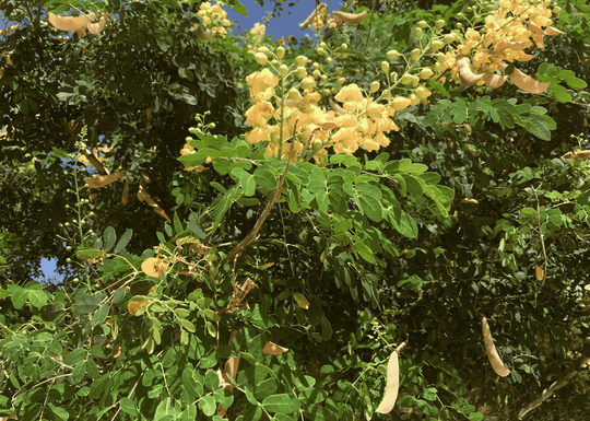 Mexican Bird of Paradise - Native Gardeners