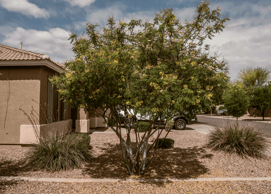 How to Plant Mexican Bird of Paradise Seeds: Easy Steps for Success