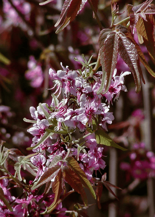 Mexican Buckeye - Native Gardeners