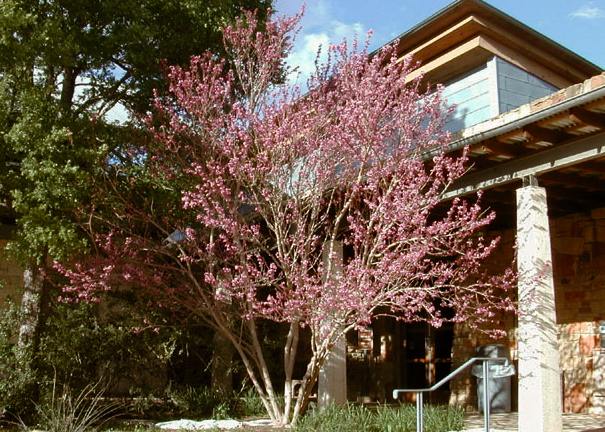 Mexican Buckeye