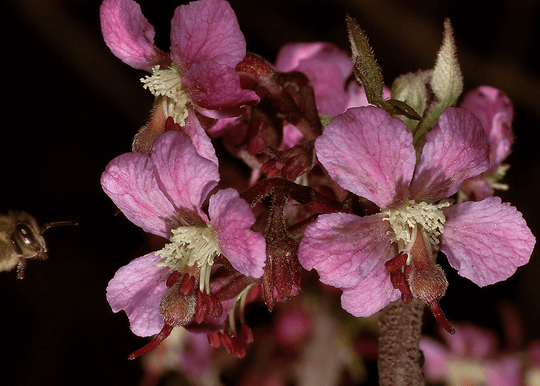 Mexican Buckeye - Native Gardeners