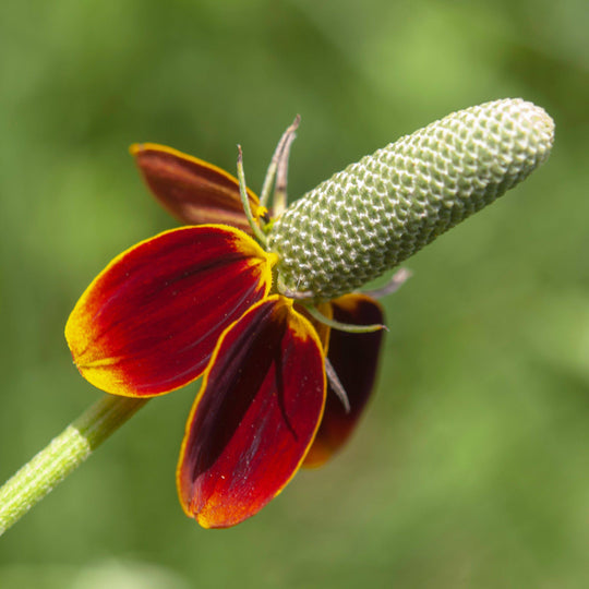 Mexican Hat 'Prairie Coneflower' - Native Gardeners