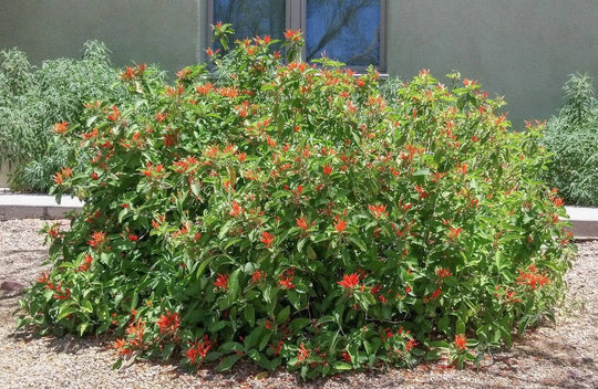 Mexican Honeysuckle - Native Gardeners