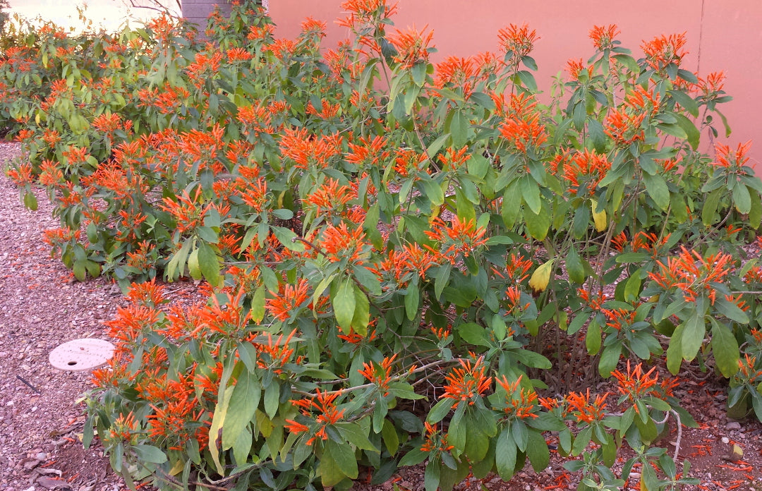 Mexican Honeysuckle