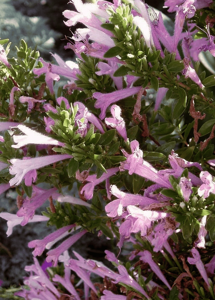 Mexican Oregano - Native Gardeners