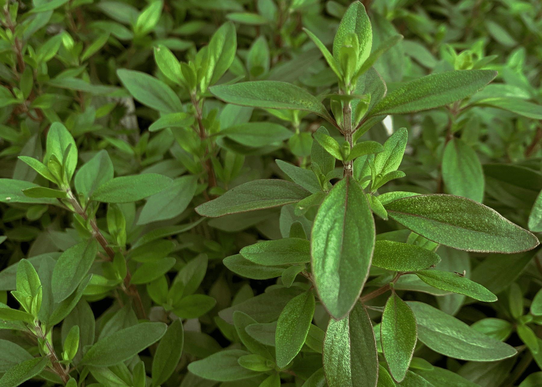 mexican oregano seeds to plant Mexican Oregano
