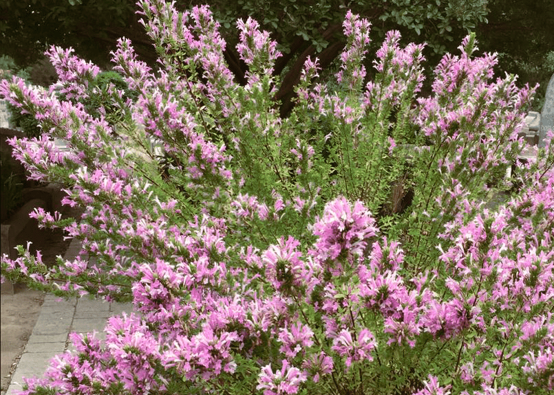 Mexican Oregano - Native Gardeners