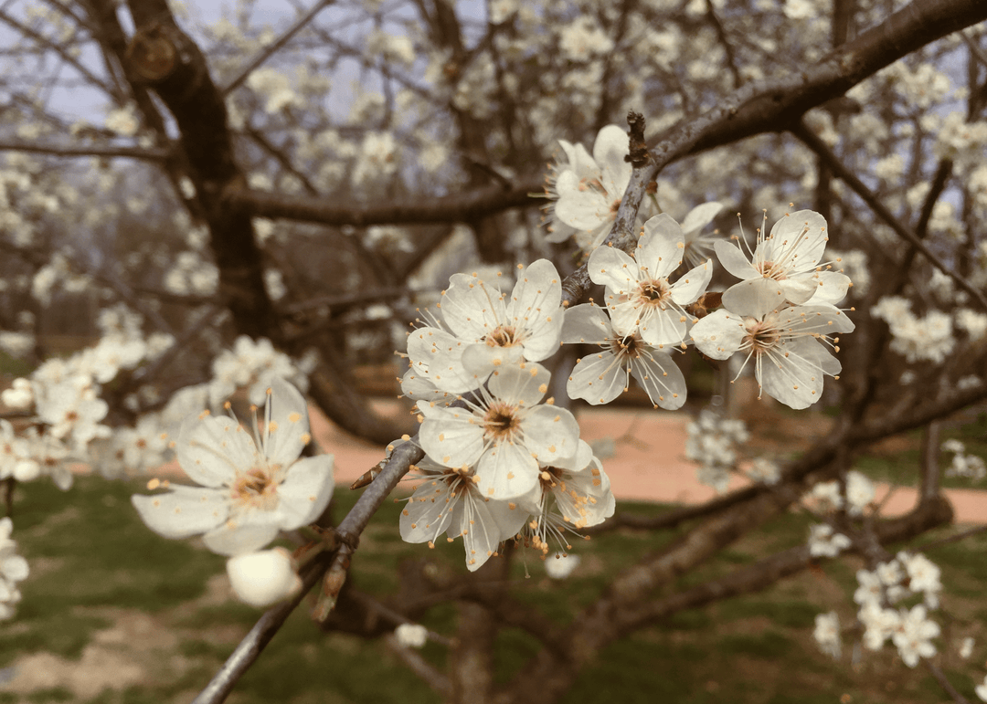 Mexican Plum - Native Gardeners