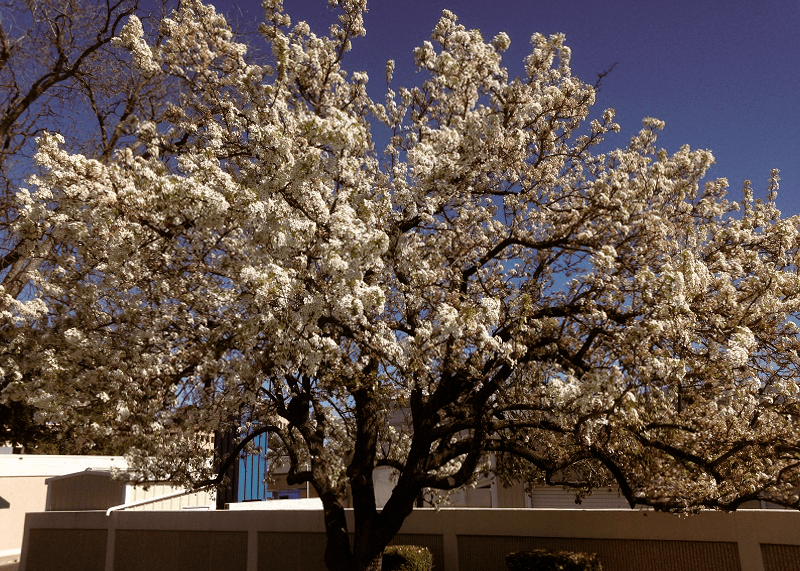 Mexican Plum - Native Gardeners