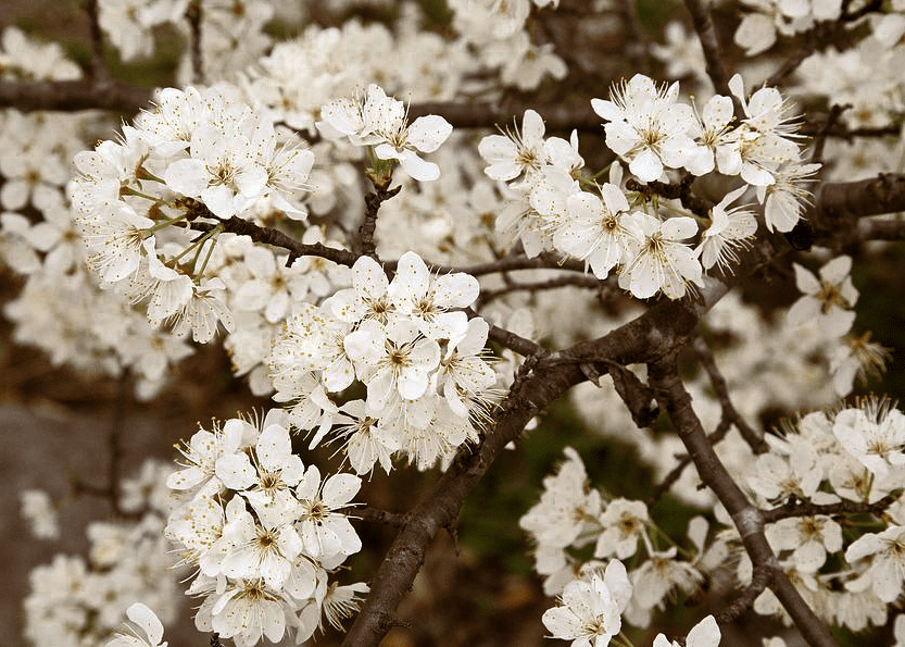 Mexican Plum - Native Gardeners