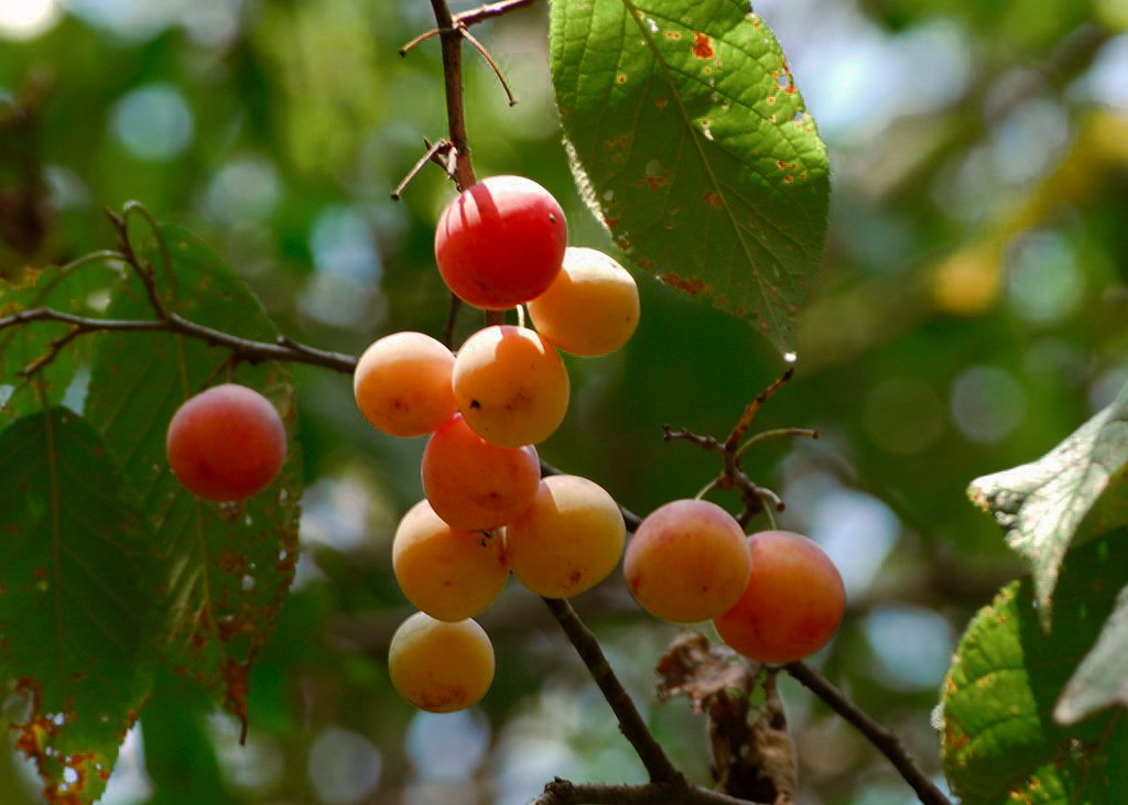 Mexican Plum