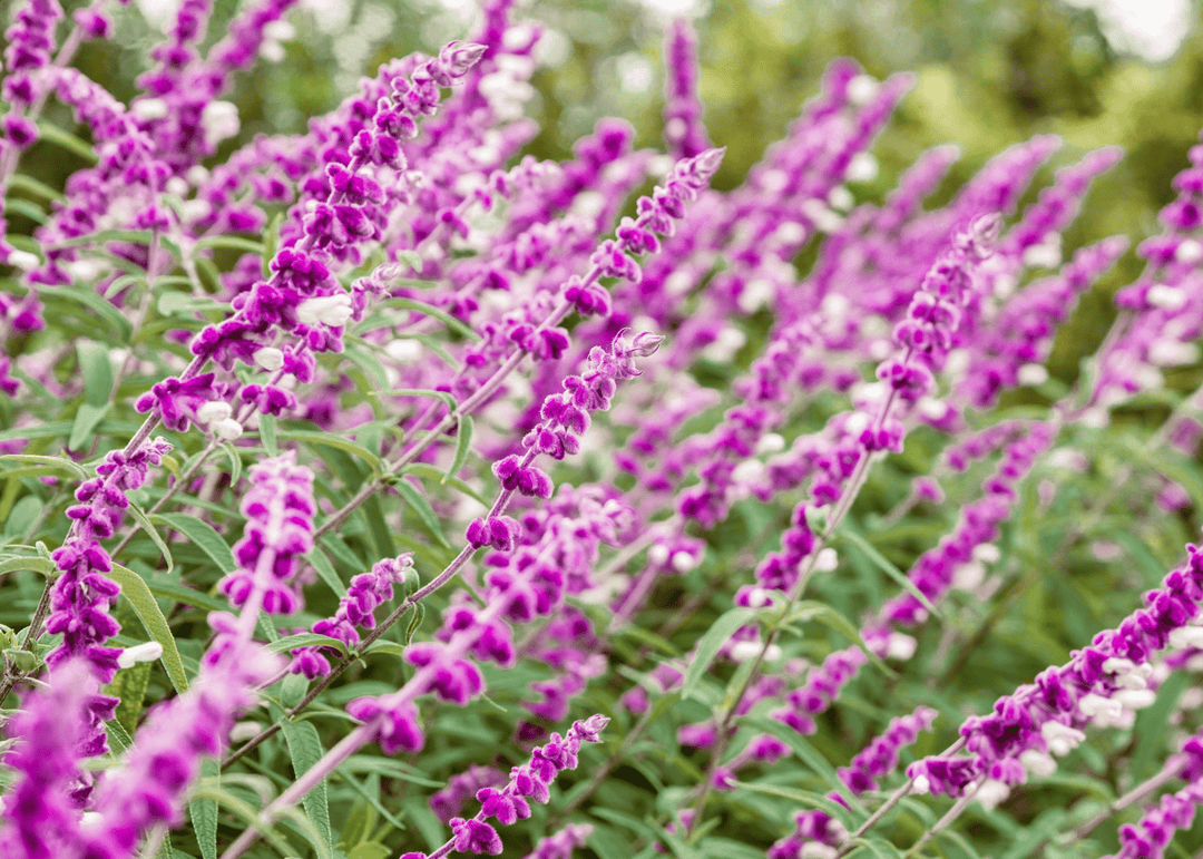 mexican lavender plant Native Texas Plants for Your Garden